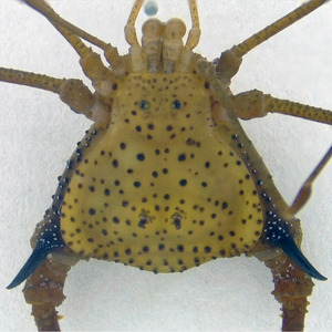 Iepha anuncia retomada de obras no circuito cultural e articulacao com outras regioes do estado 1.jpg.750x450 q85 crop smart upscale