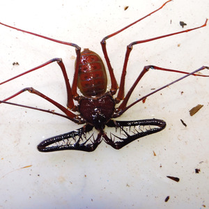 Iepha anuncia retomada de obras no circuito cultural e articulacao com outras regioes do estado 1.jpg.750x450 q85 crop smart upscale