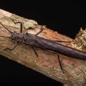 Iepha anuncia retomada de obras no circuito cultural e articulacao com outras regioes do estado 1.jpg.750x450 q85 crop smart upscale