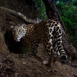 Iepha anuncia retomada de obras no circuito cultural e articulacao com outras regioes do estado 1.jpg.750x450 q85 crop smart upscale