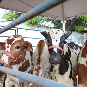 Iepha anuncia retomada de obras no circuito cultural e articulacao com outras regioes do estado 1.jpg.750x450 q85 crop smart upscale