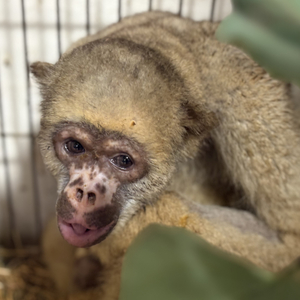 Iepha anuncia retomada de obras no circuito cultural e articulacao com outras regioes do estado 1.jpg.750x450 q85 crop smart upscale