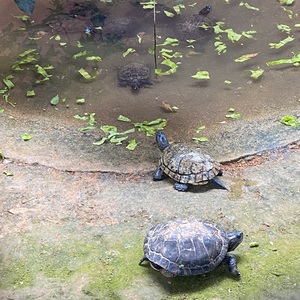 Iepha anuncia retomada de obras no circuito cultural e articulacao com outras regioes do estado 1.jpg.750x450 q85 crop smart upscale