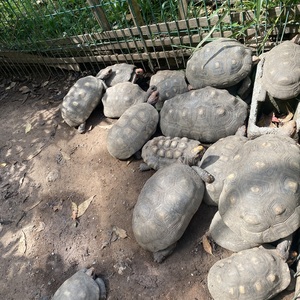 Iepha anuncia retomada de obras no circuito cultural e articulacao com outras regioes do estado 1.jpg.750x450 q85 crop smart upscale