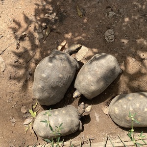 Iepha anuncia retomada de obras no circuito cultural e articulacao com outras regioes do estado 1.jpg.750x450 q85 crop smart upscale