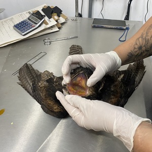 Iepha anuncia retomada de obras no circuito cultural e articulacao com outras regioes do estado 1.jpg.750x450 q85 crop smart upscale