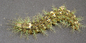 Unveil 8a21a6f614db065bb1ca2c21a5c803aede783f93e5277febbd47f37d9dbae4ca