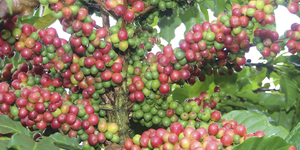 Unveil 8a21a6f614db065bb1ca2c21a5c803aede783f93e5277febbd47f37d9dbae4ca