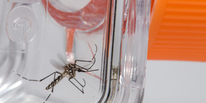 Unveil 8a21a6f614db065bb1ca2c21a5c803aede783f93e5277febbd47f37d9dbae4ca