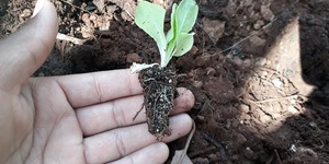 Unveil 8a21a6f614db065bb1ca2c21a5c803aede783f93e5277febbd47f37d9dbae4ca