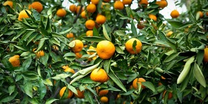 Unveil 8a21a6f614db065bb1ca2c21a5c803aede783f93e5277febbd47f37d9dbae4ca