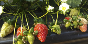 Unveil 8a21a6f614db065bb1ca2c21a5c803aede783f93e5277febbd47f37d9dbae4ca