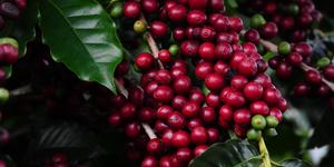 Unveil 8a21a6f614db065bb1ca2c21a5c803aede783f93e5277febbd47f37d9dbae4ca