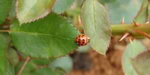 Unveil 8a21a6f614db065bb1ca2c21a5c803aede783f93e5277febbd47f37d9dbae4ca