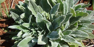 Unveil 8a21a6f614db065bb1ca2c21a5c803aede783f93e5277febbd47f37d9dbae4ca