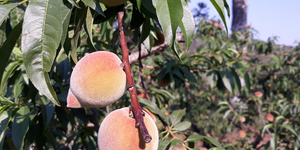 Unveil 8a21a6f614db065bb1ca2c21a5c803aede783f93e5277febbd47f37d9dbae4ca