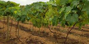 Unveil 8a21a6f614db065bb1ca2c21a5c803aede783f93e5277febbd47f37d9dbae4ca