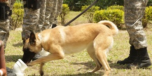 Unveil 8a21a6f614db065bb1ca2c21a5c803aede783f93e5277febbd47f37d9dbae4ca