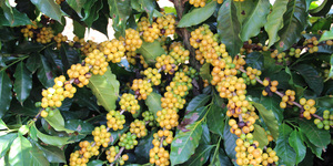 Unveil 8a21a6f614db065bb1ca2c21a5c803aede783f93e5277febbd47f37d9dbae4ca