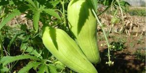 Unveil 8a21a6f614db065bb1ca2c21a5c803aede783f93e5277febbd47f37d9dbae4ca