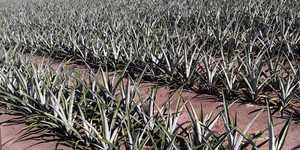 Unveil 8a21a6f614db065bb1ca2c21a5c803aede783f93e5277febbd47f37d9dbae4ca