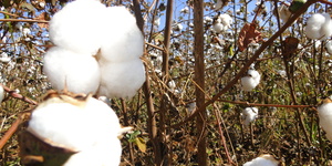 Unveil 8a21a6f614db065bb1ca2c21a5c803aede783f93e5277febbd47f37d9dbae4ca