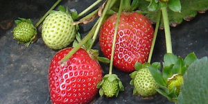 Unveil 8a21a6f614db065bb1ca2c21a5c803aede783f93e5277febbd47f37d9dbae4ca