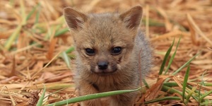 Unveil 8a21a6f614db065bb1ca2c21a5c803aede783f93e5277febbd47f37d9dbae4ca