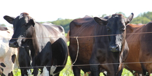 Unveil 8a21a6f614db065bb1ca2c21a5c803aede783f93e5277febbd47f37d9dbae4ca