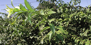 Unveil 8a21a6f614db065bb1ca2c21a5c803aede783f93e5277febbd47f37d9dbae4ca