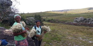 Unveil 8a21a6f614db065bb1ca2c21a5c803aede783f93e5277febbd47f37d9dbae4ca