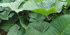 Unveil 8a21a6f614db065bb1ca2c21a5c803aede783f93e5277febbd47f37d9dbae4ca