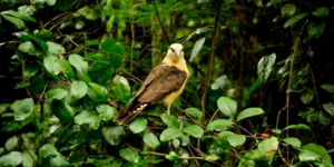 Unveil 8a21a6f614db065bb1ca2c21a5c803aede783f93e5277febbd47f37d9dbae4ca