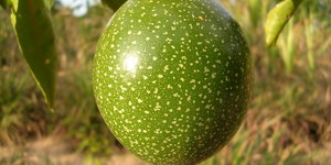 Unveil 8a21a6f614db065bb1ca2c21a5c803aede783f93e5277febbd47f37d9dbae4ca