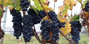 Unveil 8a21a6f614db065bb1ca2c21a5c803aede783f93e5277febbd47f37d9dbae4ca