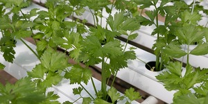 Unveil 8a21a6f614db065bb1ca2c21a5c803aede783f93e5277febbd47f37d9dbae4ca