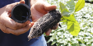 Unveil 8a21a6f614db065bb1ca2c21a5c803aede783f93e5277febbd47f37d9dbae4ca