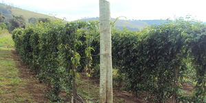 Unveil 8a21a6f614db065bb1ca2c21a5c803aede783f93e5277febbd47f37d9dbae4ca