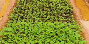 Unveil 8a21a6f614db065bb1ca2c21a5c803aede783f93e5277febbd47f37d9dbae4ca