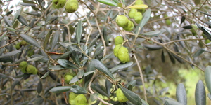 Unveil 8a21a6f614db065bb1ca2c21a5c803aede783f93e5277febbd47f37d9dbae4ca