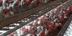 Unveil 8a21a6f614db065bb1ca2c21a5c803aede783f93e5277febbd47f37d9dbae4ca