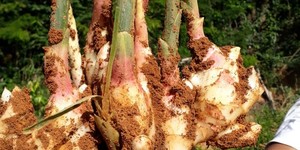 Unveil 8a21a6f614db065bb1ca2c21a5c803aede783f93e5277febbd47f37d9dbae4ca