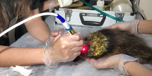 Unveil 8a21a6f614db065bb1ca2c21a5c803aede783f93e5277febbd47f37d9dbae4ca