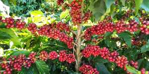 Unveil 8a21a6f614db065bb1ca2c21a5c803aede783f93e5277febbd47f37d9dbae4ca