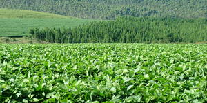 Unveil 8a21a6f614db065bb1ca2c21a5c803aede783f93e5277febbd47f37d9dbae4ca