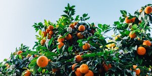 Unveil 8a21a6f614db065bb1ca2c21a5c803aede783f93e5277febbd47f37d9dbae4ca