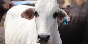 Unveil 8a21a6f614db065bb1ca2c21a5c803aede783f93e5277febbd47f37d9dbae4ca