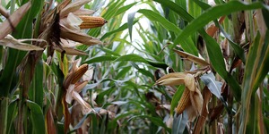 Unveil 8a21a6f614db065bb1ca2c21a5c803aede783f93e5277febbd47f37d9dbae4ca