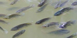 Unveil 8a21a6f614db065bb1ca2c21a5c803aede783f93e5277febbd47f37d9dbae4ca