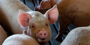 Unveil 8a21a6f614db065bb1ca2c21a5c803aede783f93e5277febbd47f37d9dbae4ca